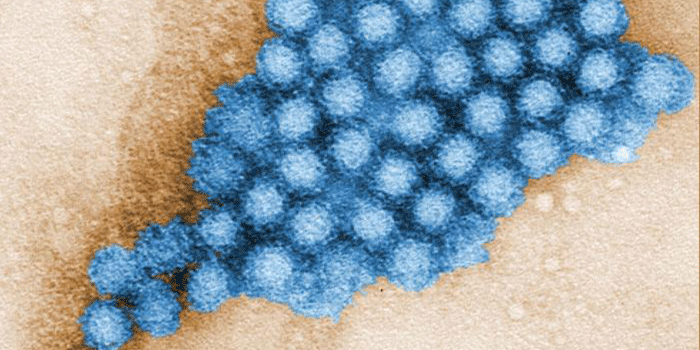 Norovirus. Photo: CDC/ Charles D. Humphrey, PhD