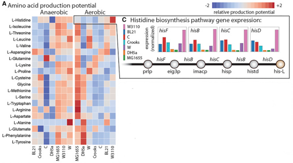 Histidine biosynthesis heat map