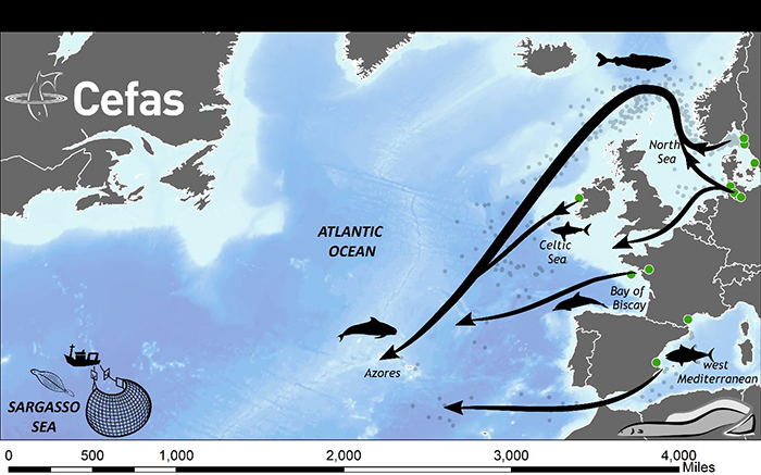 Migration patterns of European eel.