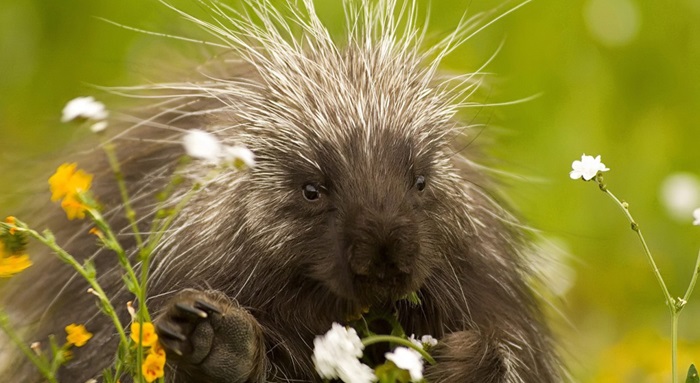 Porcupine