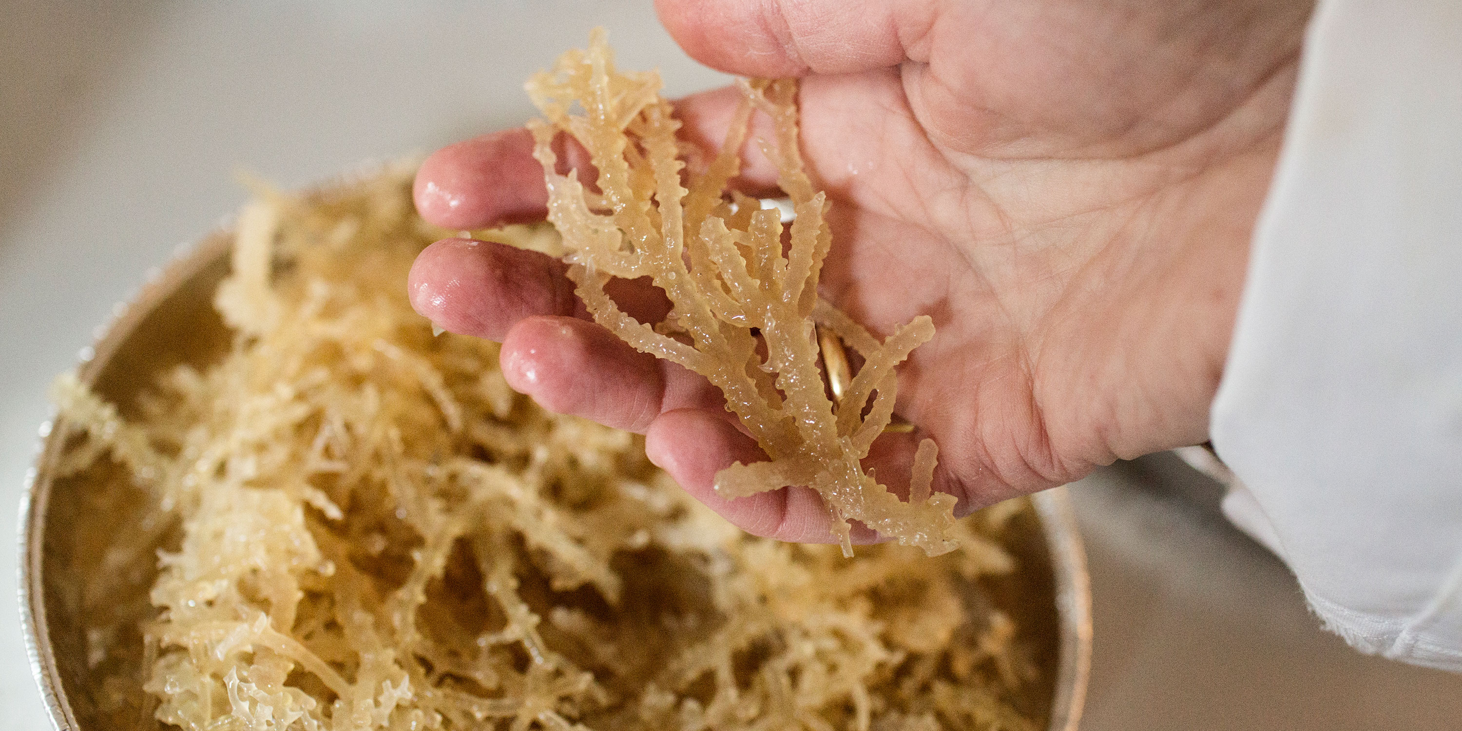 is there protein in seaweed