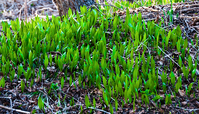 Ramsløg. Foto: Colourbox