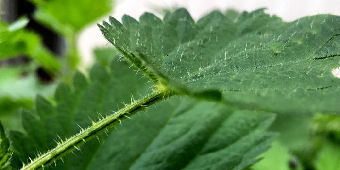 Stinging nettle. Photo Kaare H. Jensen