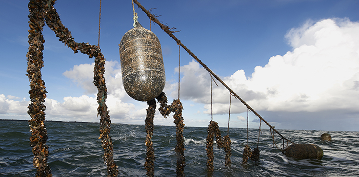 Mussel farming