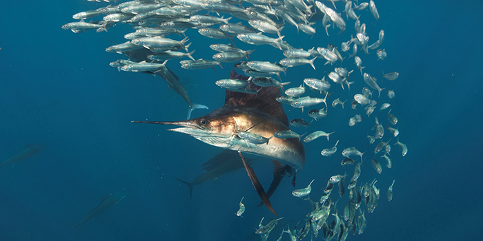 Dyreplankton udgør en vigtig fødekilde for de småfisk i vandsøjlen, som de hurtige rovfisk, som for eksempel sværdfisk, lever af. Foto: Rodrigo Almeda.