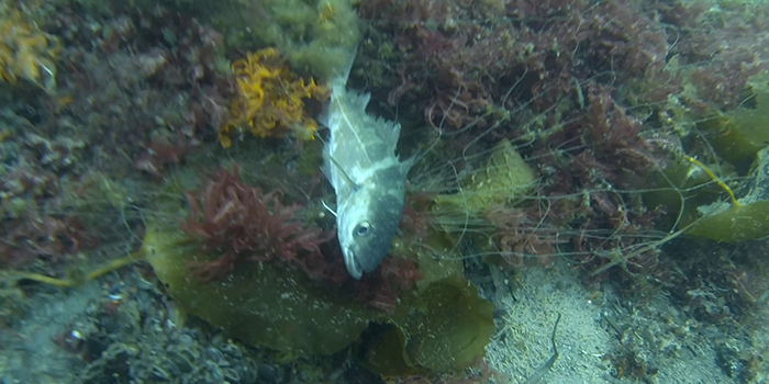 Mapping ghost nets in Danish waters - DTU