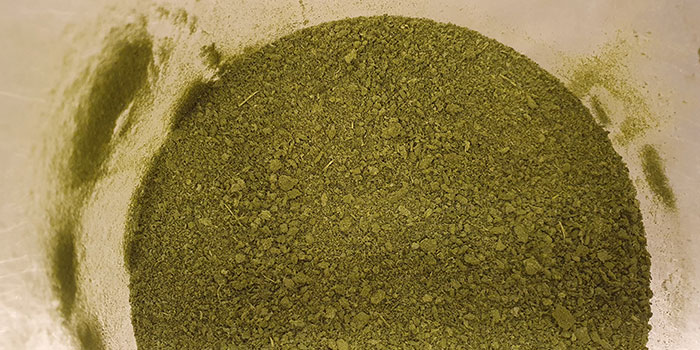 Grønt proteinpulver fra lucerne. Foto: DTU Fødevareinstituttet