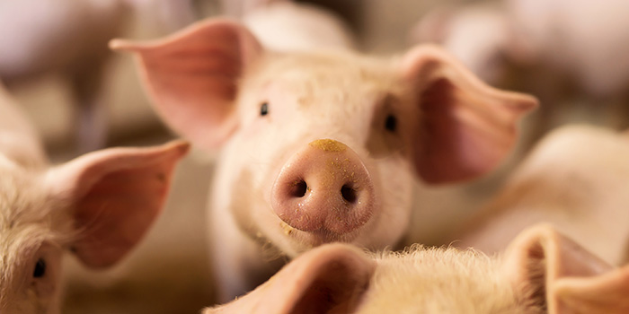 A biosensor equipped with a nanochip can detect diarrhoea bacteria in piglets