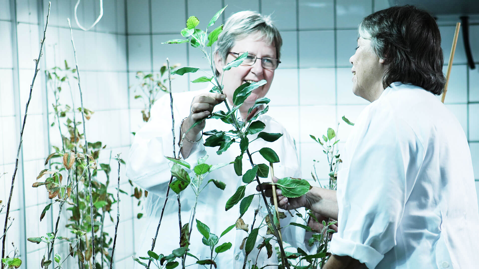 Forskere ser på planter