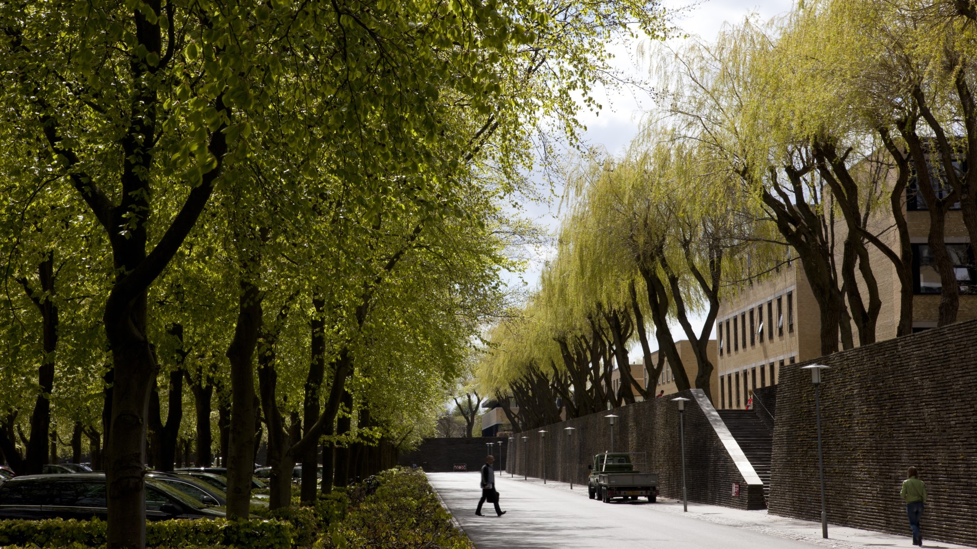 Modne træer ligger langs alléen, der deler de fire kvadranter, der udgør DTU's hovedcampus.
