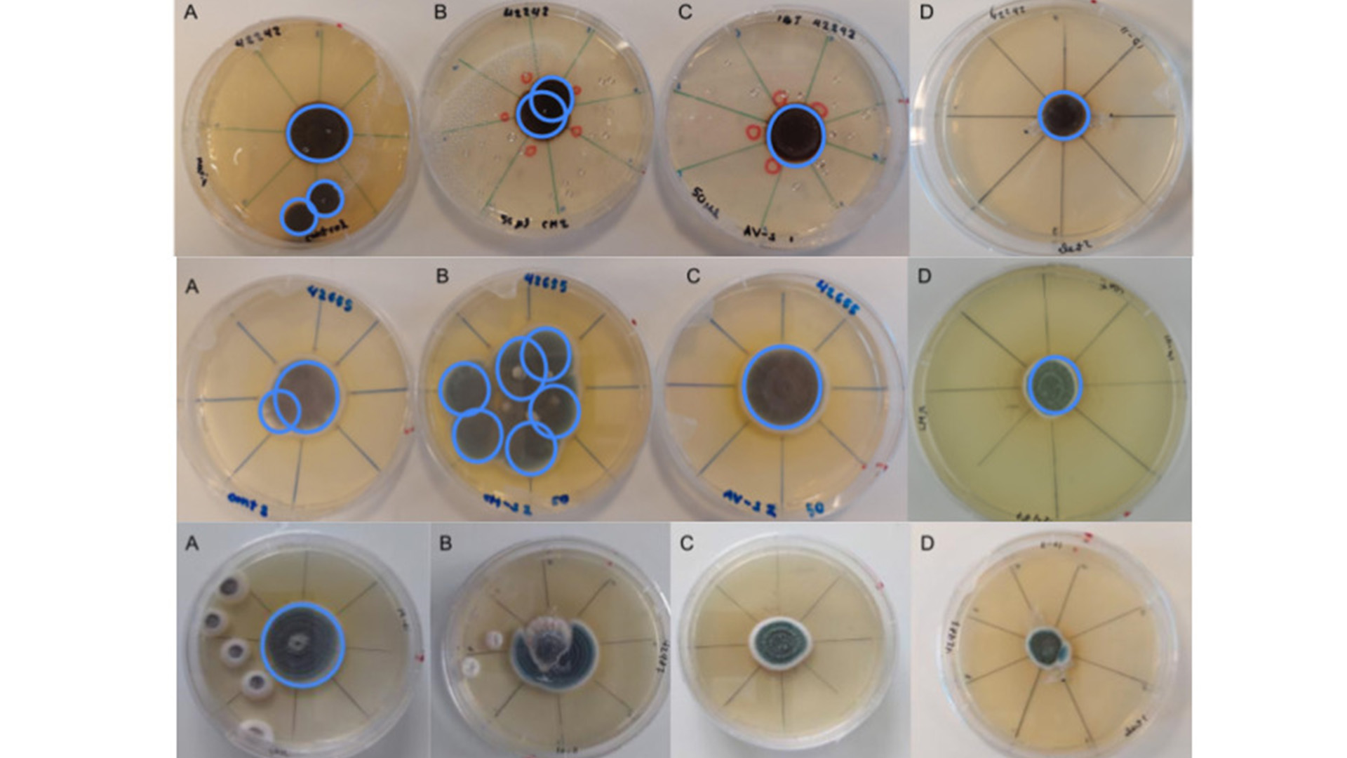 Petri dishes with microorganisms growing on them.