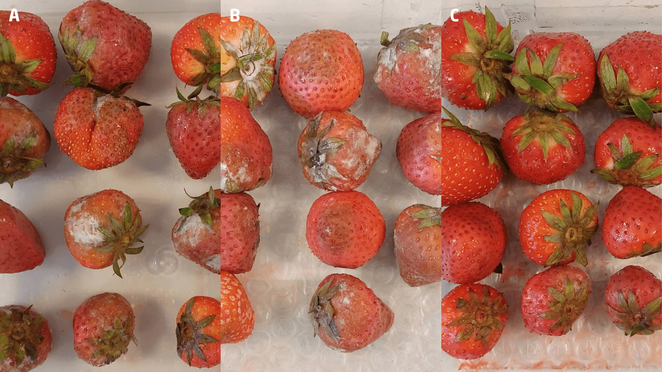 Strawberries in various state of decay.