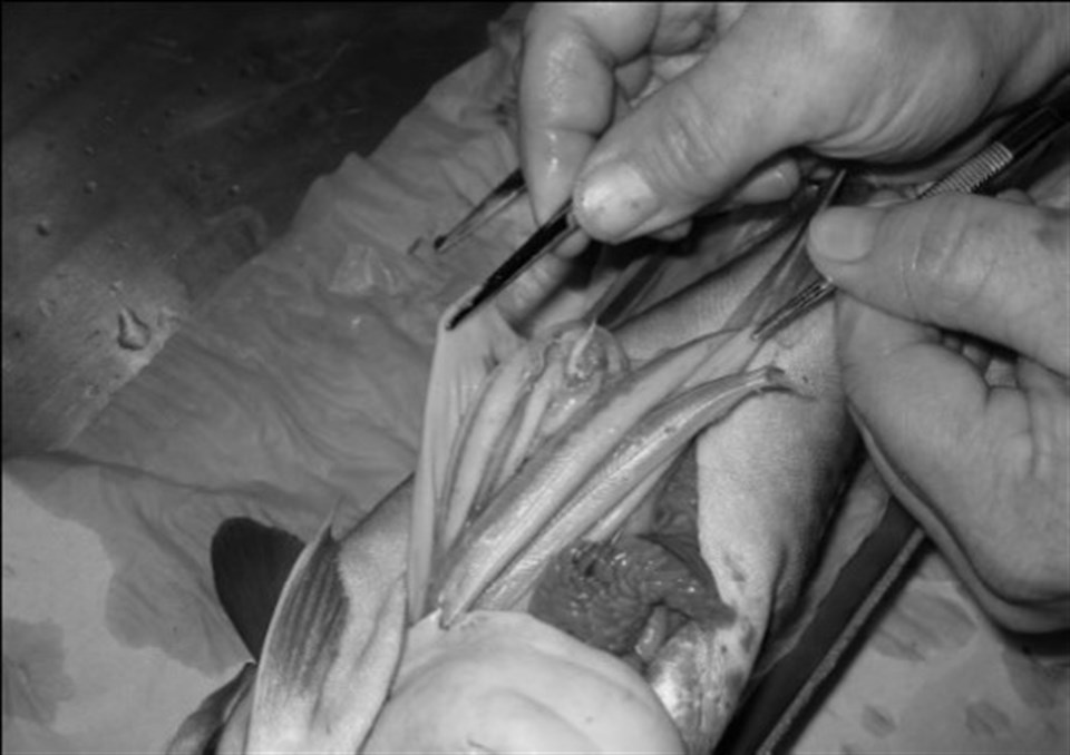Billede af mavesækken på en torsk, der tømmes.