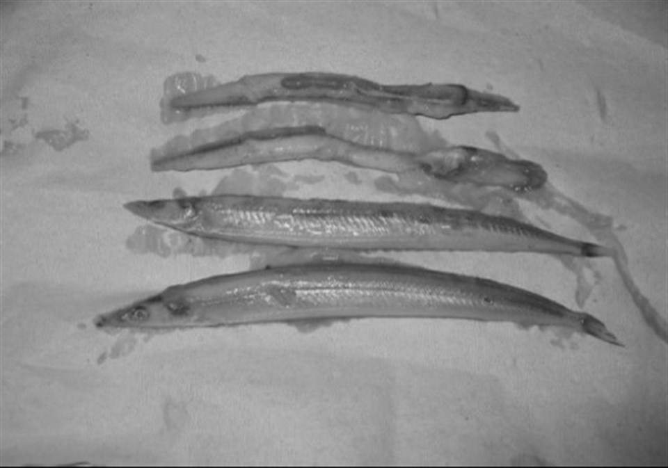 Billede af indholdet af torskemave i form af fire tobis.
