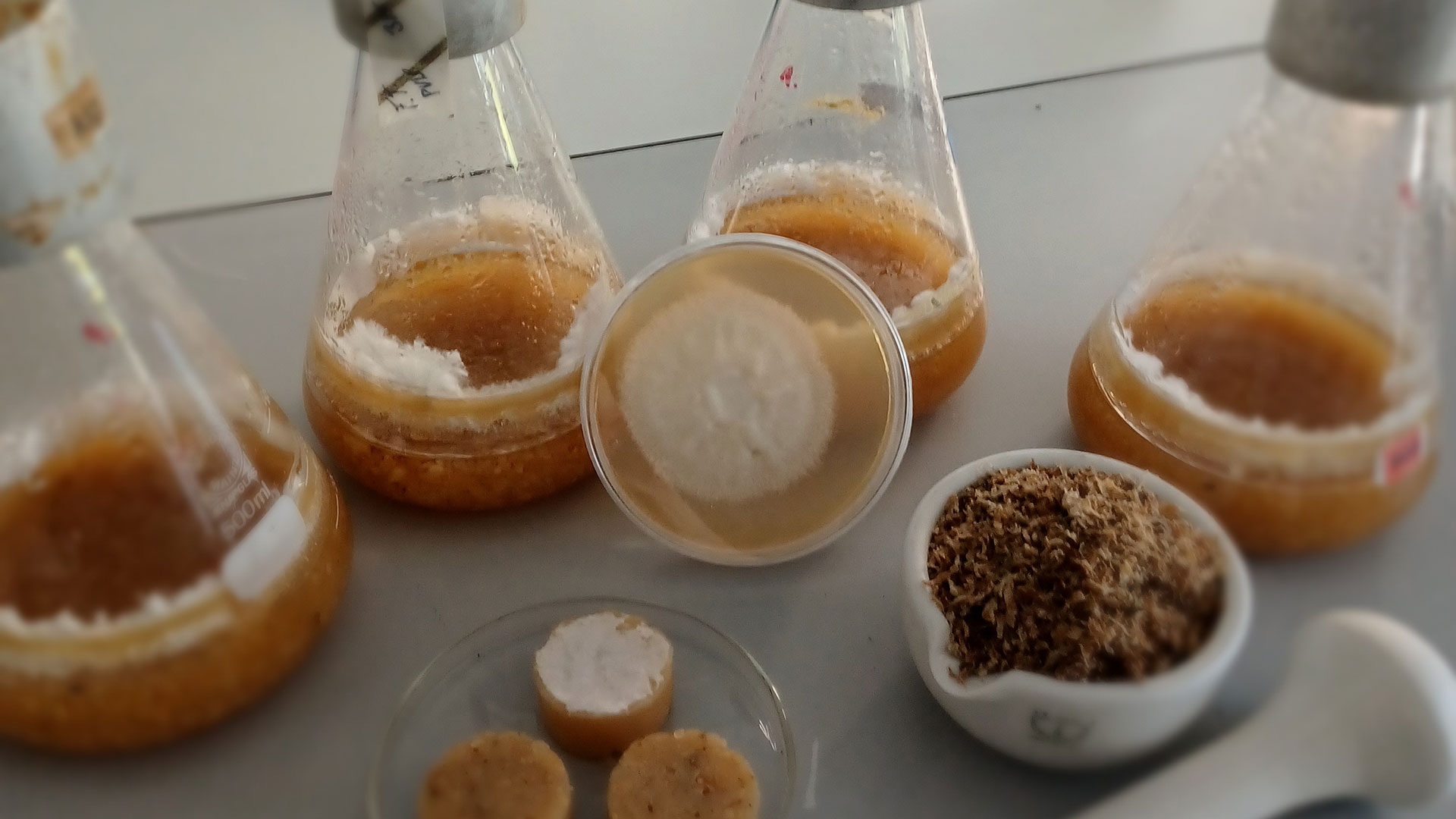 En opstilling med laboratoriekolber til fermentering af mycelium og små 'kødboller' lavet af myceliumet. Foto: DTU