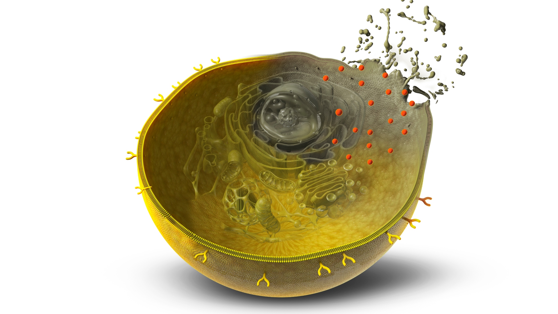A cancercelle is breaking down after treatment with a new AI-based method that can produce specially designed proteins that can arm the T cells in the body's immune system. Graphic: Claus Lunau.