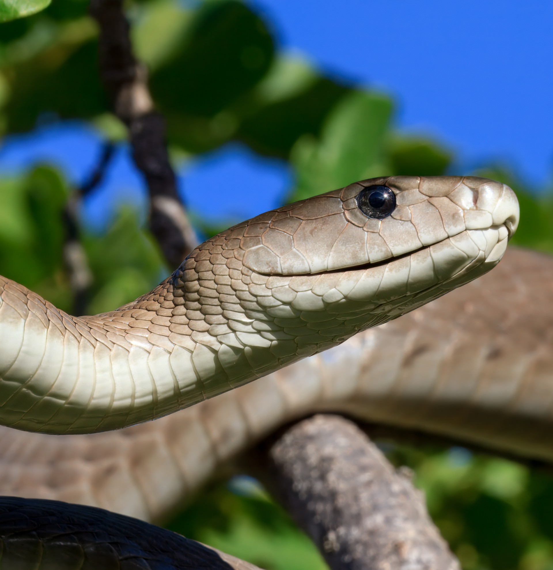 En sort mamba (Dendroaspis polylepis)