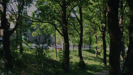 Randskoven omkring DTU Lyngby Campus