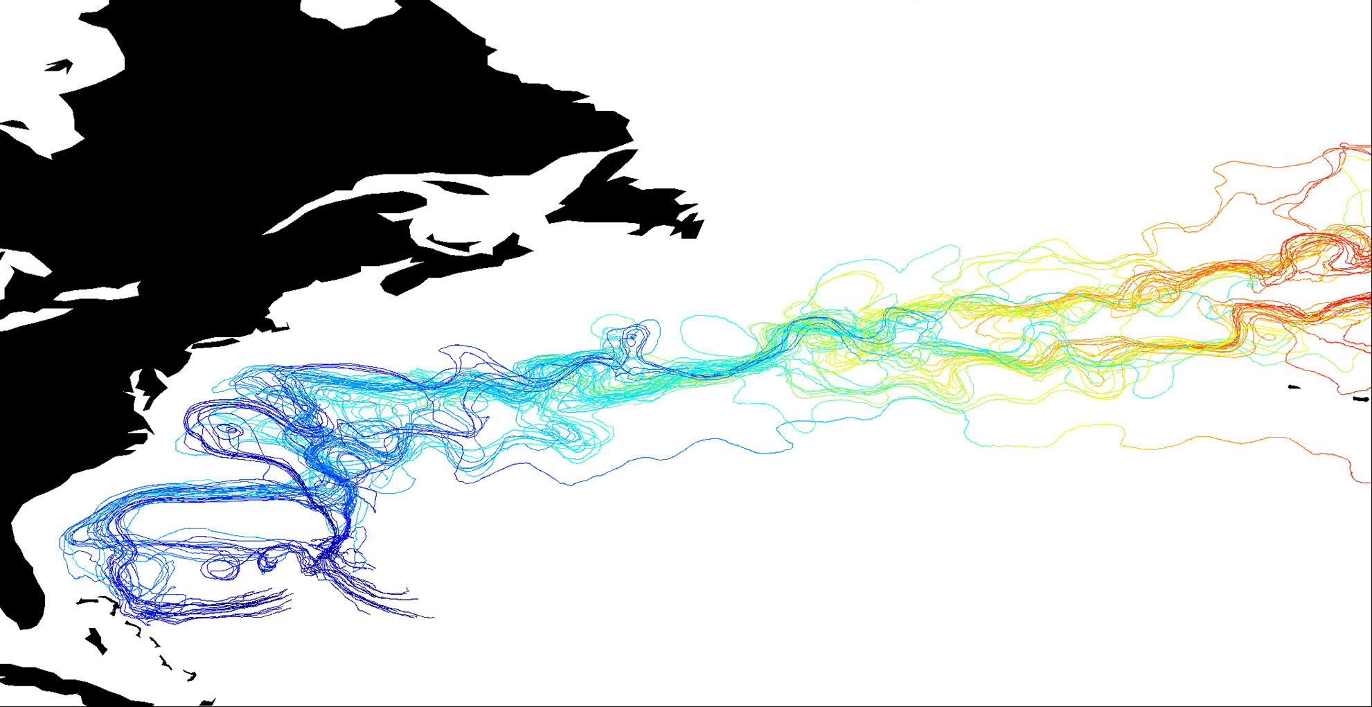Trajectories of modelled European eel larvae in 2047. Extracted from the thesis. ©Aurelia Pereira Gabellini Trajectories of modelled European eel larvae in 2047. Extracted from the thesis.