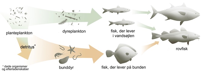 Modellen illustrerer, hvordan det er produktionen af plankton, der er afgørende for, hvilke store rovfisk der kan leve i farvandet. (Gengivet med tilladelse fra Nature Publishing Group)