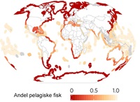 Forekomsten af pelagiske rovfisk fordelt over hele verden. (Gengivet med tilladelse fra Nature Publishing Group)