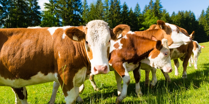 Researchers pave way for supercows | Mirage News