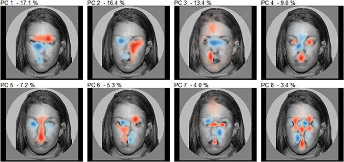 First eight Principal Components identified in the dataset. For each component, the blue and red areas express opposite directions of variation. Credit: Attribution 4.0 International (CC BY 4.0) / Cortex: ’Data-driven analysis of gaze patterns in face perception: Methodological and clinical contributions’. 