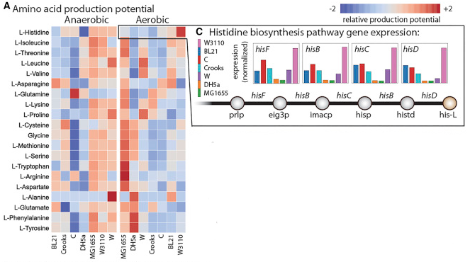 Histidine biosynthesis heat map