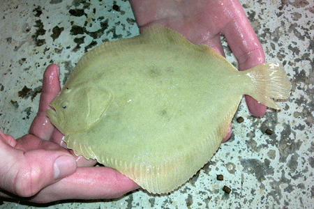Photo: Fishlab