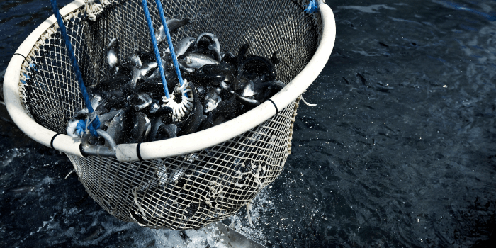 Sustainable Aquaculture