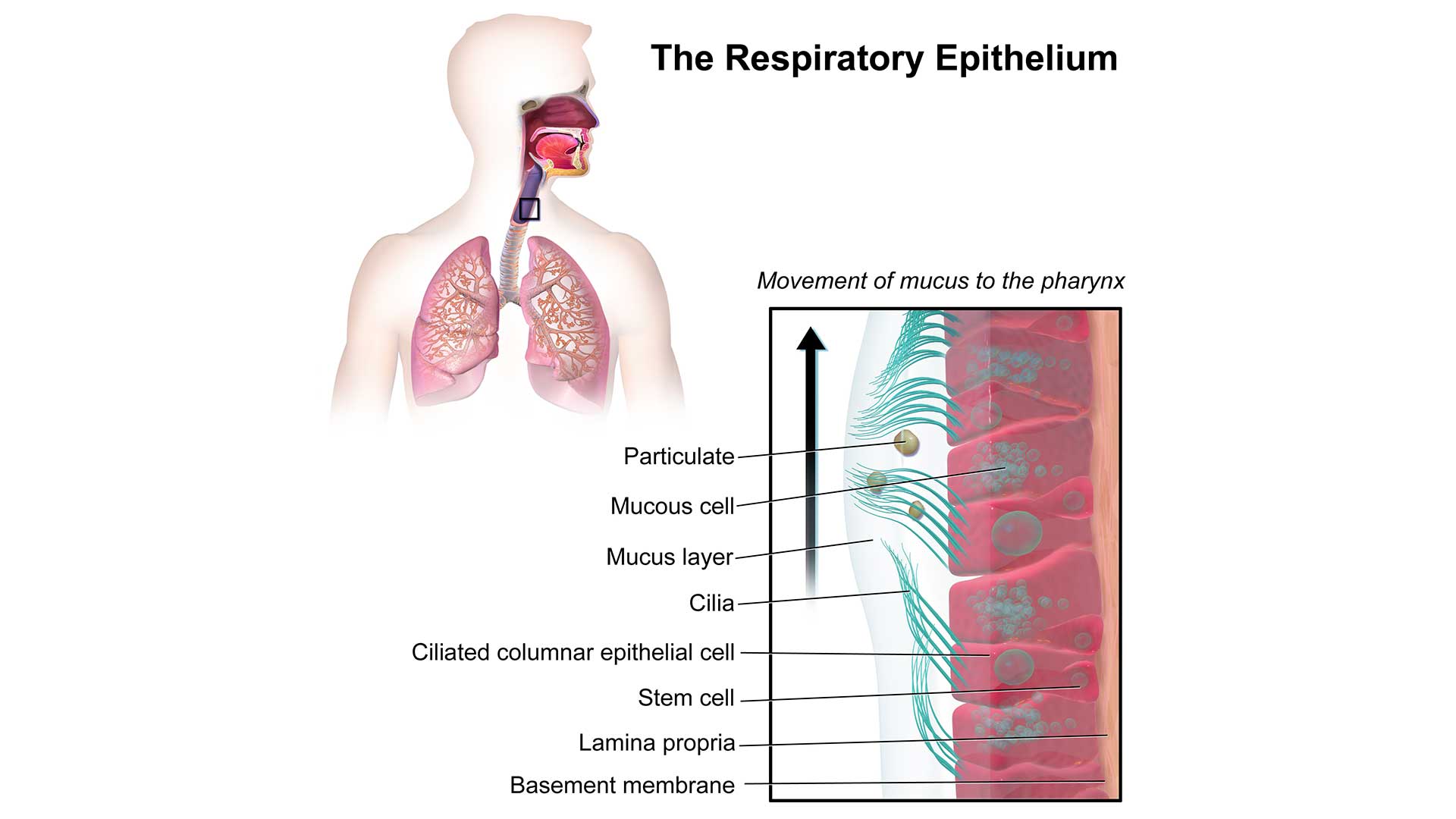 An international research team has discovered a new cell state in embryonic airway development that has been overlooked until now. It could pave the way for new approaches to treating chronic respiratory diseases and holds promise for new airway biology therapies.