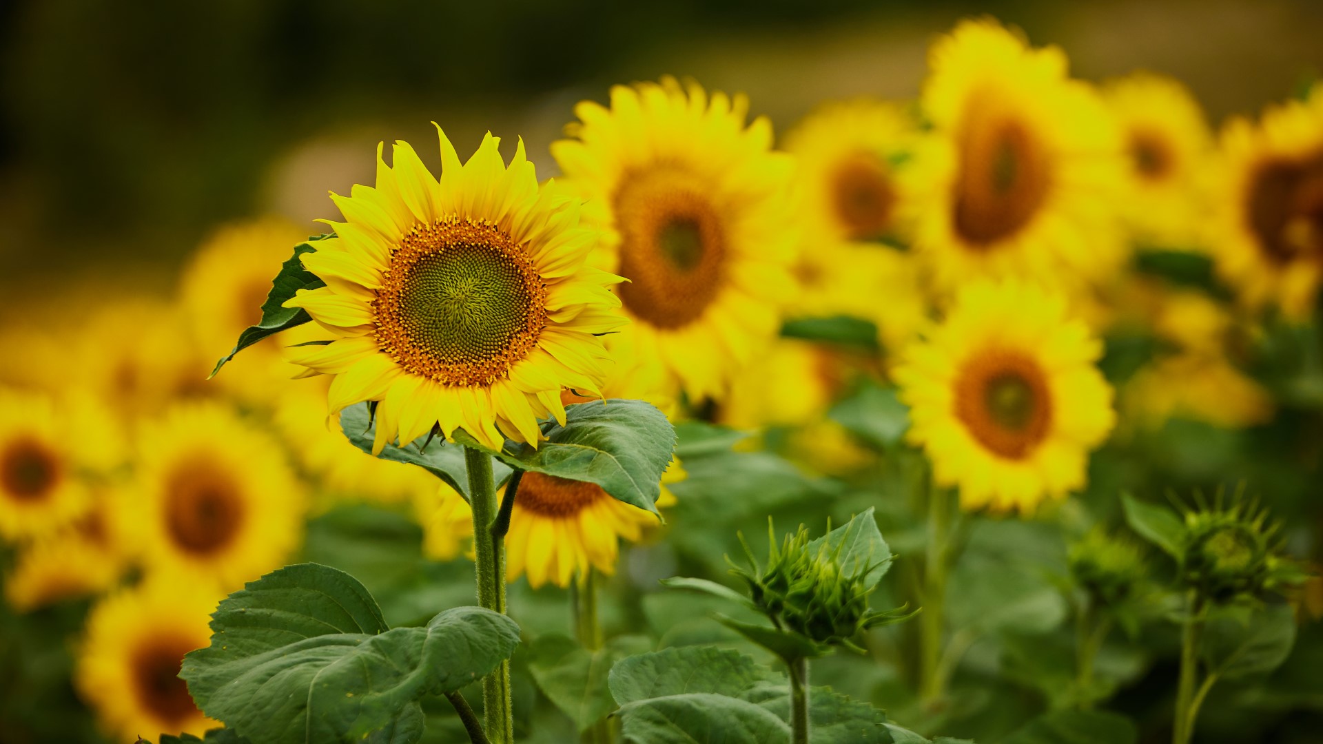 Sunflowers ©Colourbox.dk Sunflowers