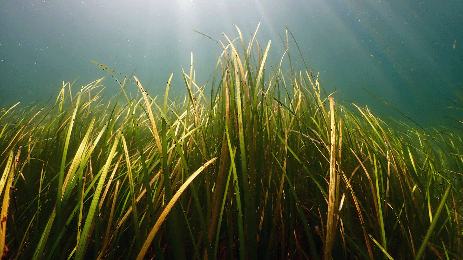 Eelgrass ©Mikael van Deurs Eelgrass