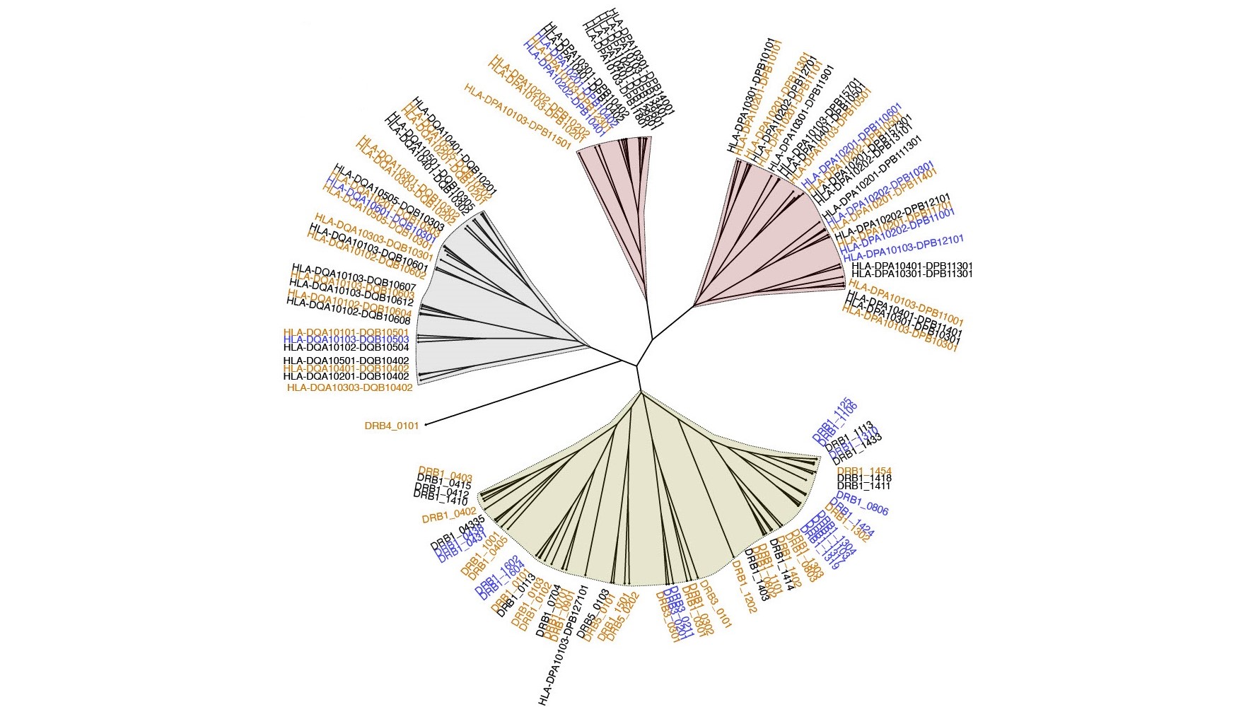 Illustration of the combined specificity tree for HLA-DR, HLA-DP, and HLA-DQ. Orange molecules have peptide coverage corresponding to at least 50 high-confidence ligands, and blue molecules have a pseudo-sequence distance of at most 0.05 to an orange molecule. Logos in red frames correspond to noncovered molecules. Credit: Jonas Birkelund Nilsson.