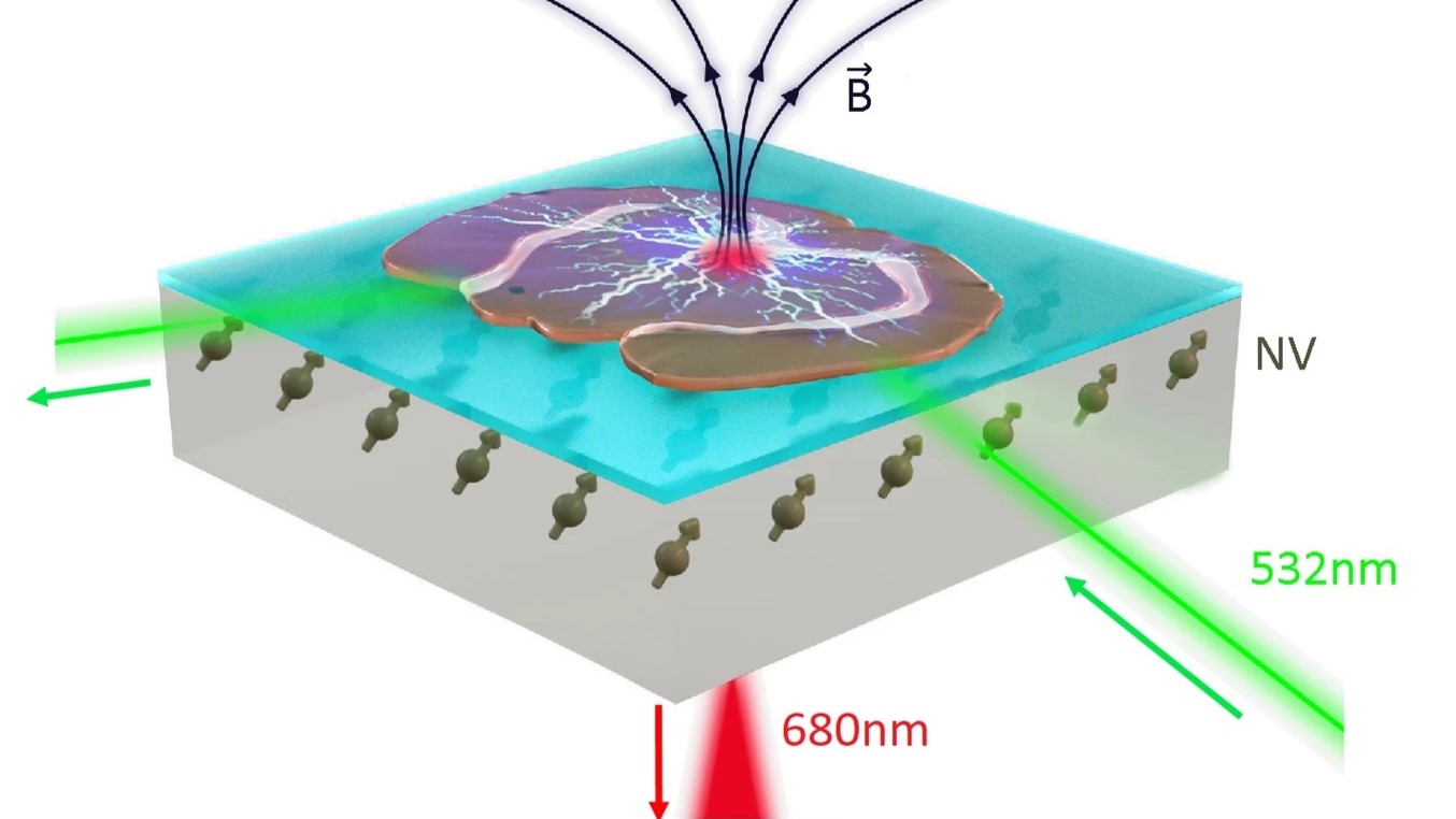 Schematic of the sensor operation (not to scale), where green laser light directed to subsurface colour centres (NV) in the diamond enables recording of magnetic field arising from compound action potentials (cAP) in a brain tissue slice placed above the diamond. 