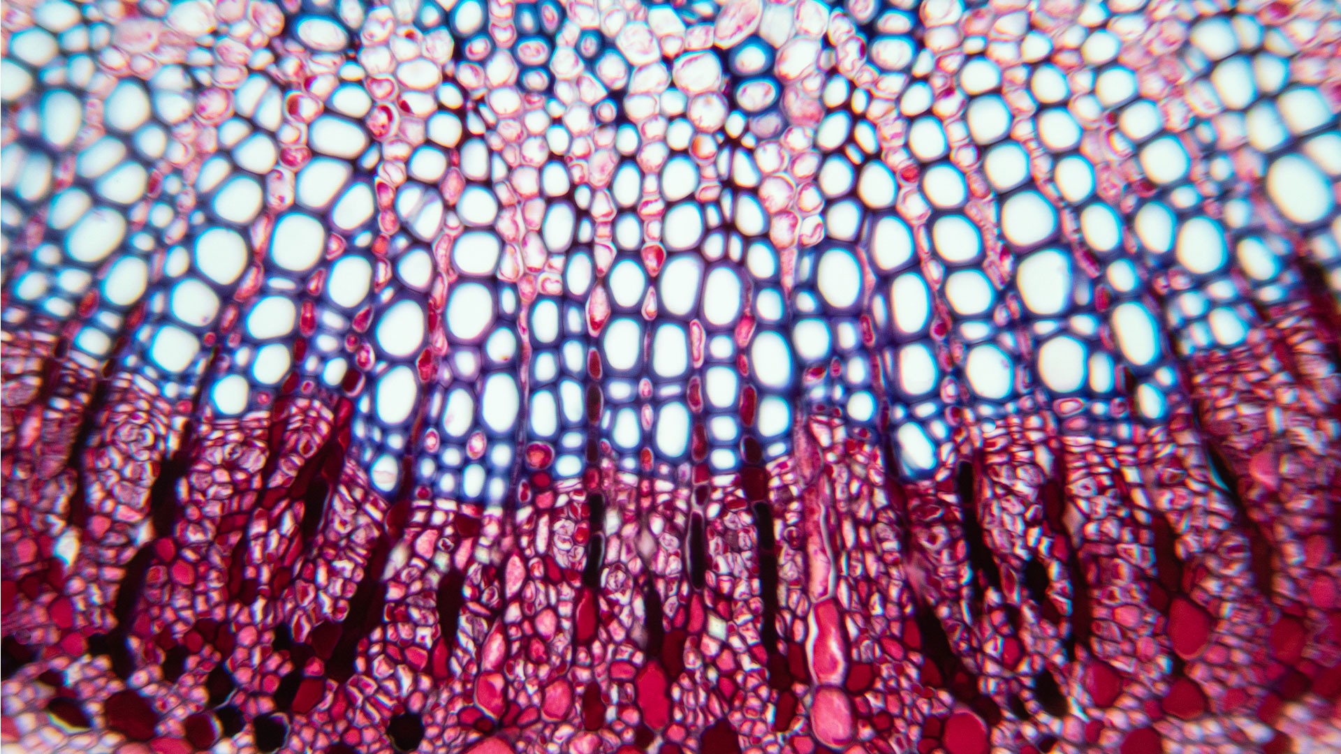 Cross-section of a leaf under the microscope. Photo: Shutterstock ©Shutterstock Cross-section of a leaf under the microscope. Photo: Shutterstock
