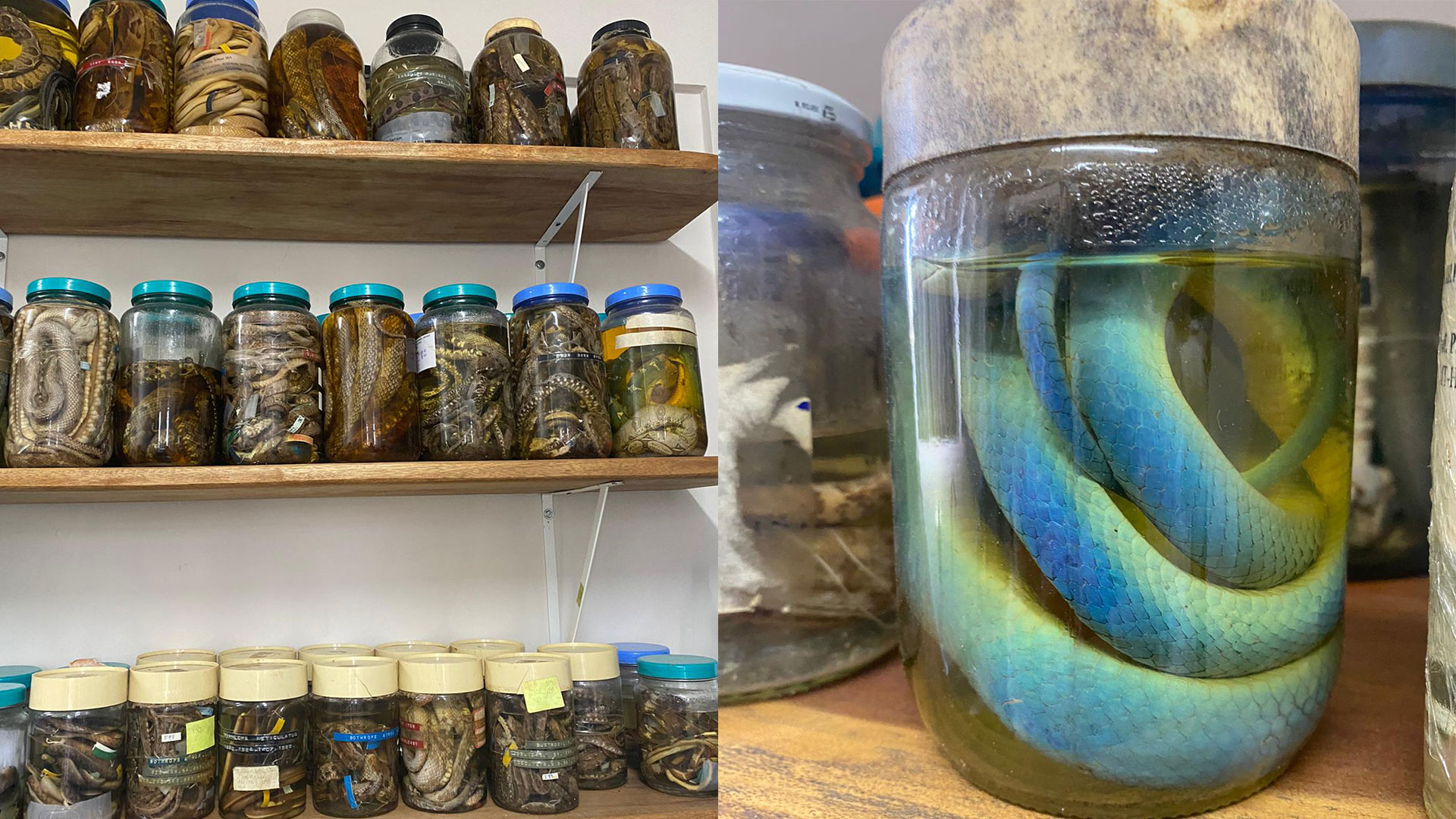 A bunch of glass jars with dead snakes in preserving fluids. Photo: Cecilie Knudsen