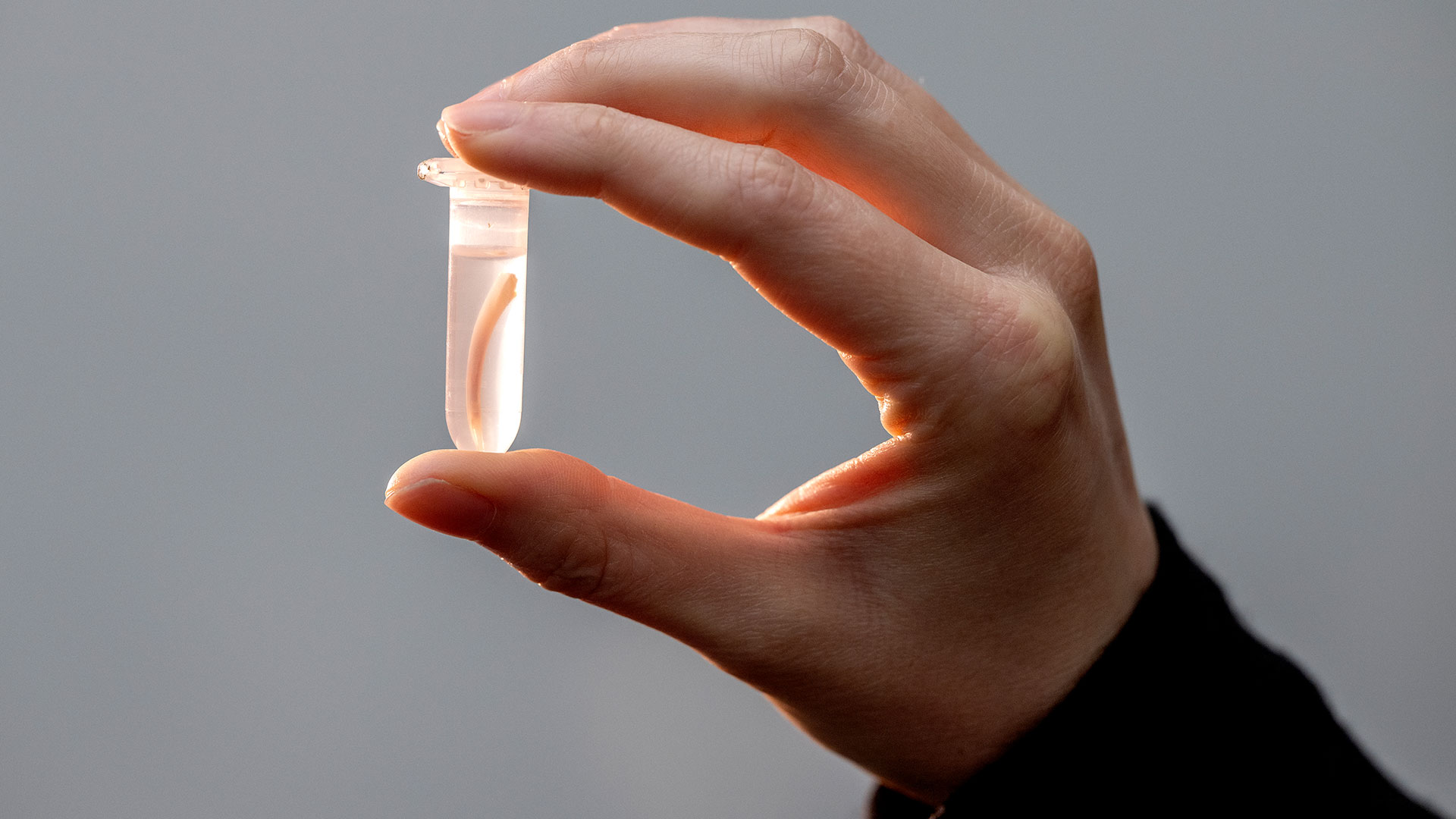 A hand is holding a tube with a snake tooth in it. Photo: Bax Lindhardt