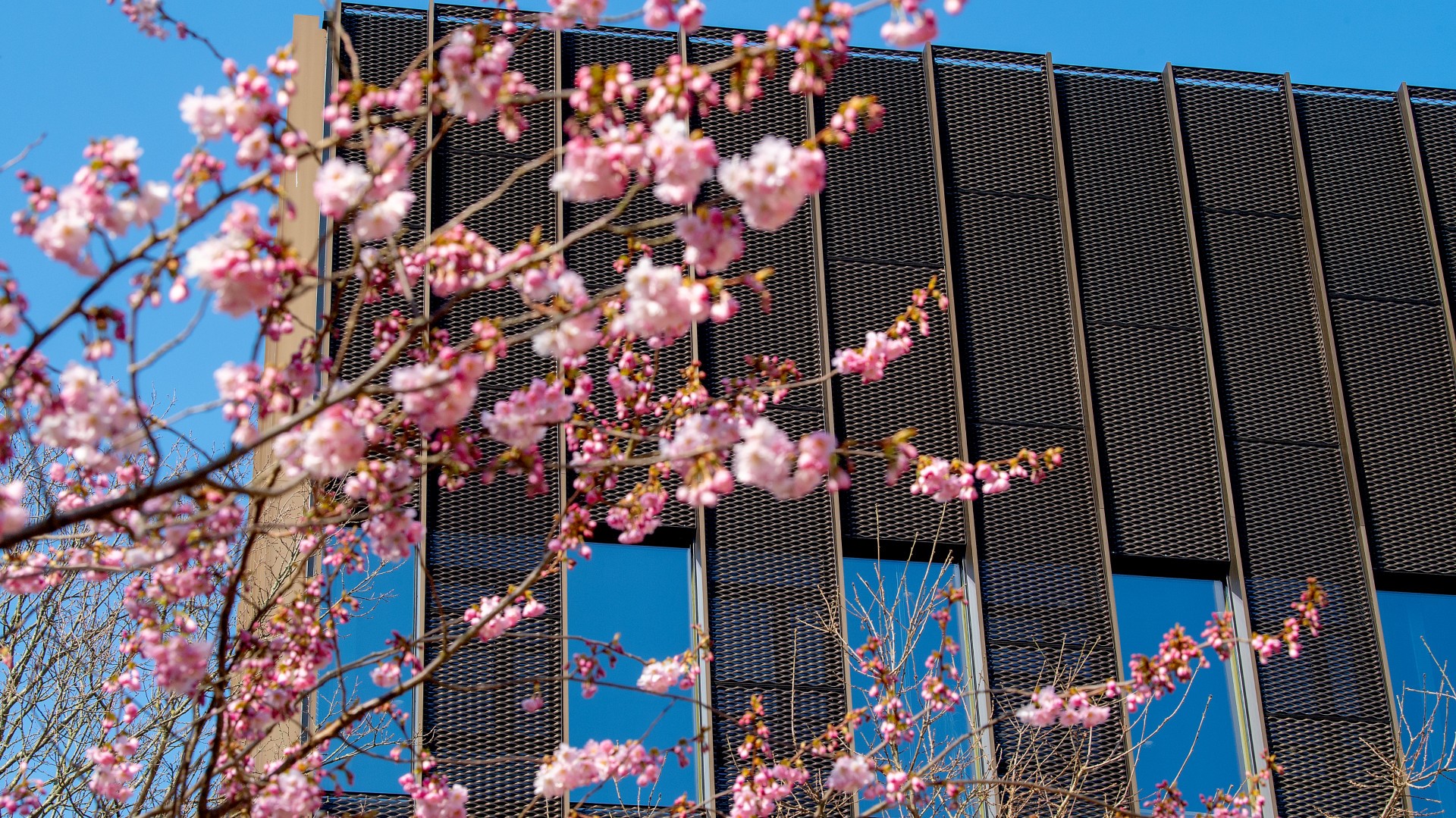 Foto af blomstrende kirsebærtræ foran bygning på DTU Lyngby Campus
