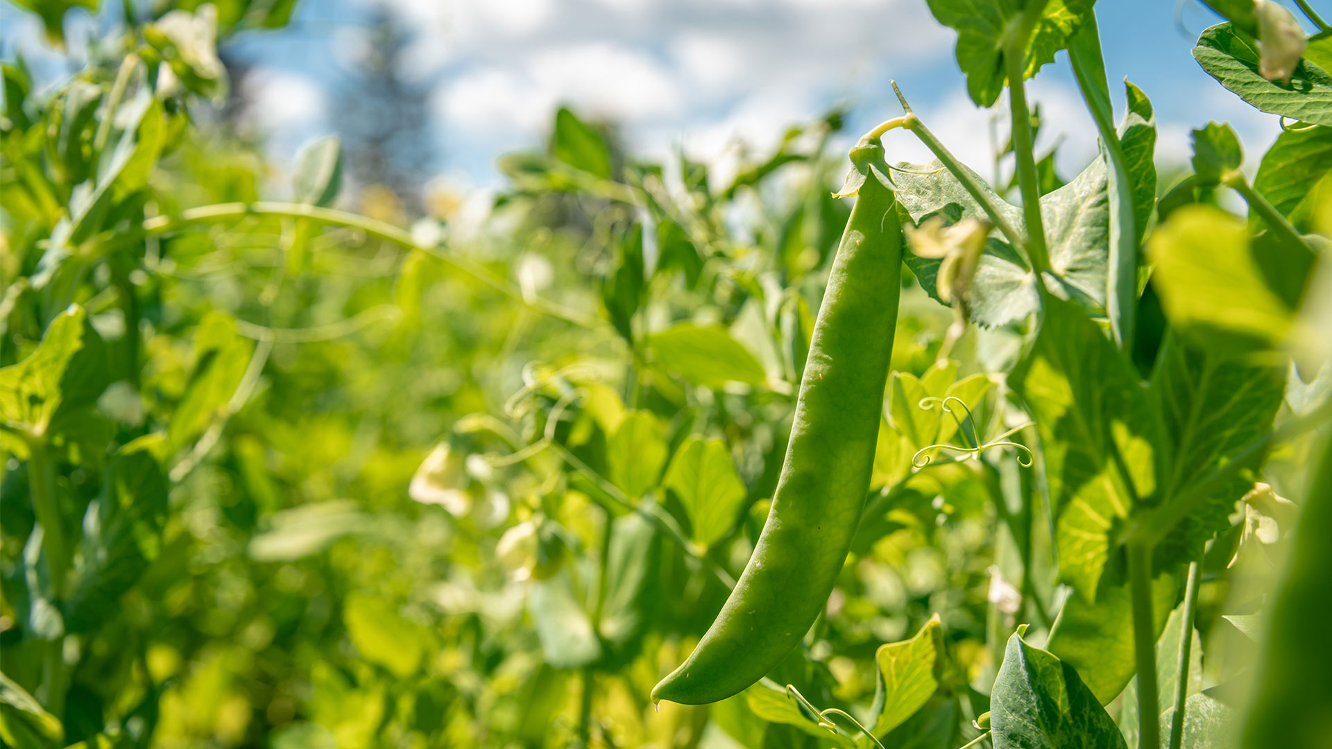 Field of peas. Photo: Colourbox