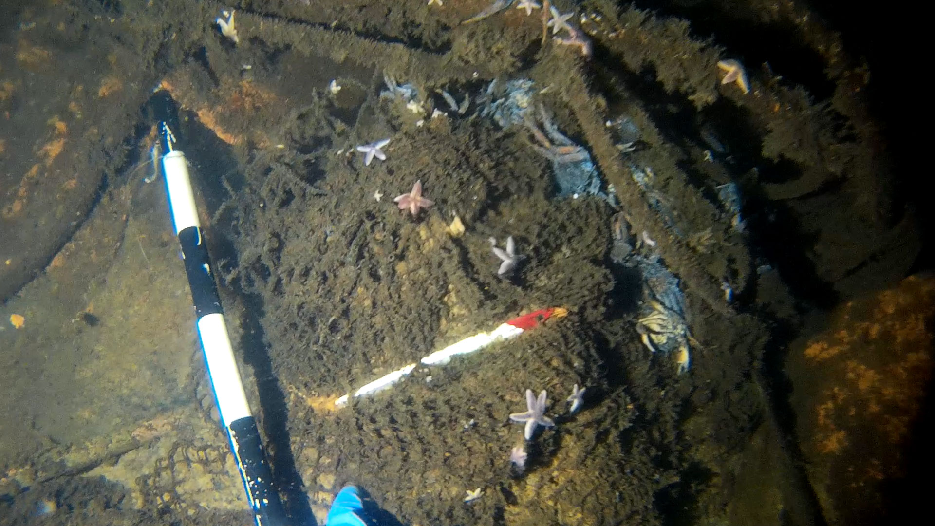 A lost fishing net and a fishing lure stuck on a ship wreck.