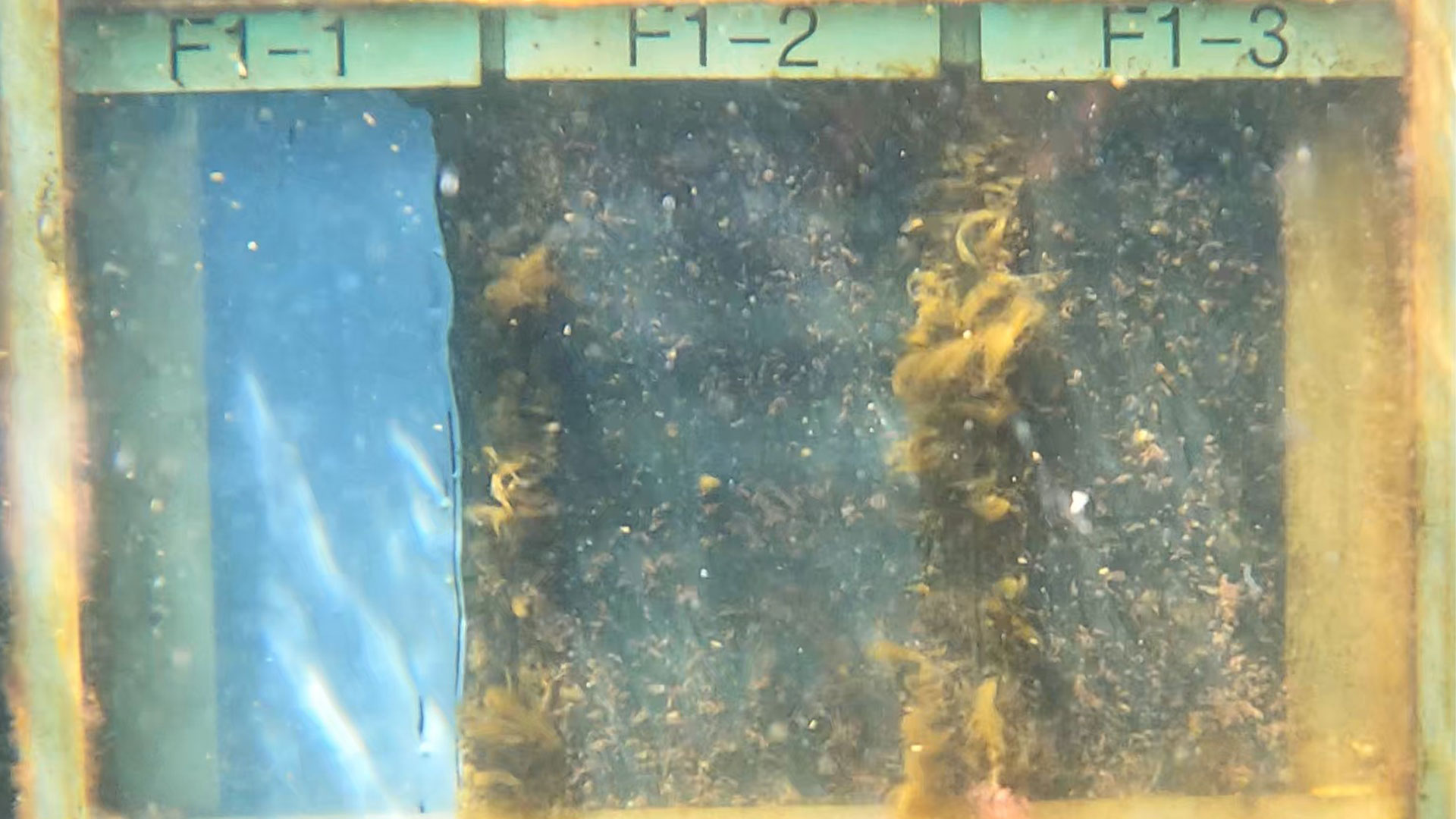 Underwater solar panel divided into thirds, which to varying degrees are attacked by fouling. Photo: Narayanan Rajagopalan