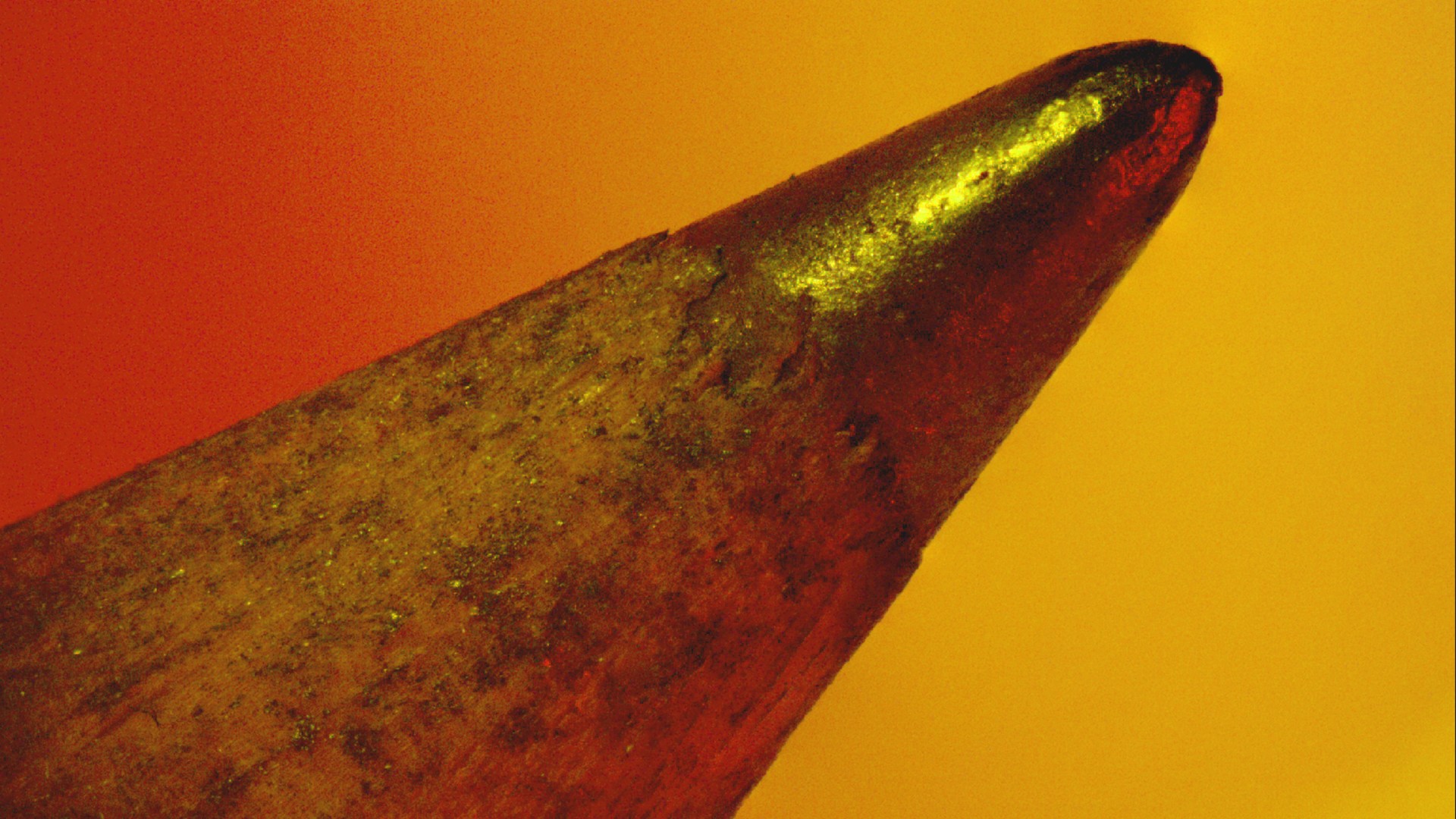 From Teeth to Thorns: Coincidences Shape the Universal Form of Nature’s ...