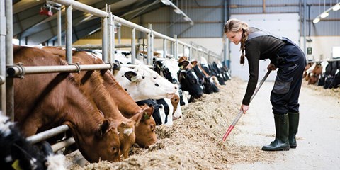 Picture of cows being fed at a farm. Part of DTU´s magazine DYNAMO no. 66