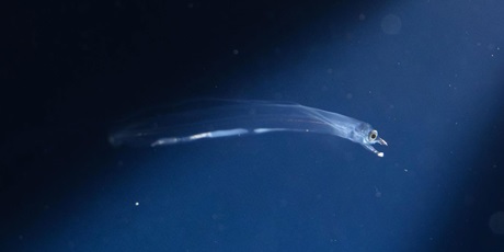 European eel larva swimming in a Kreisel tank. Photo: Sune Riis Sørensen.