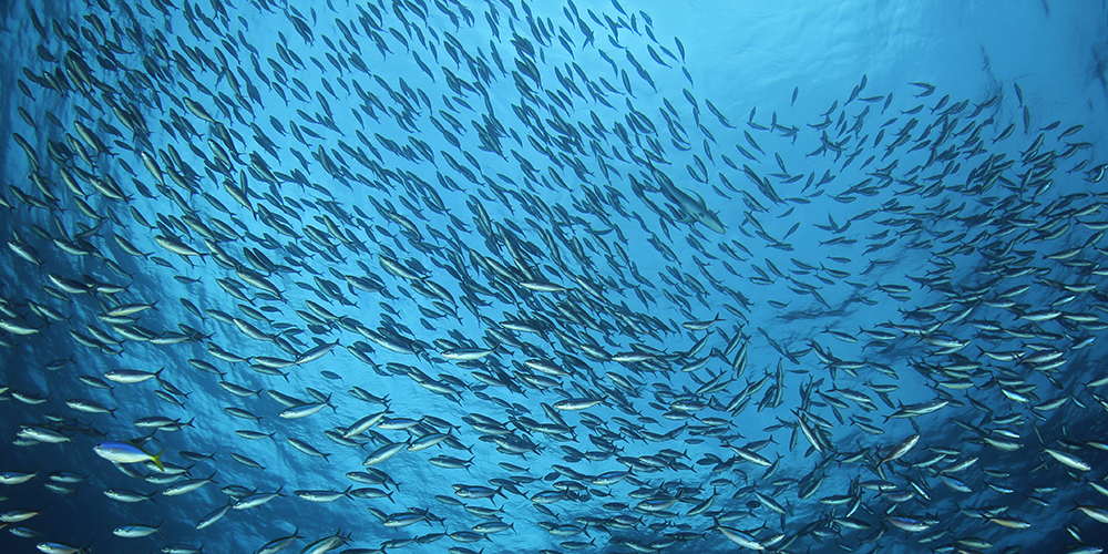 School of fiah against the sea surface. Photo: Colourbox.com / Daniel Lamborn