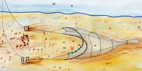 Sandeel otter trawl. Illustration: Neil Bromhall.