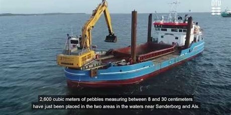 Give Sobriquette Profet 4,000 cubic metres of granite to protect fauna and coasts - DTU Aqua