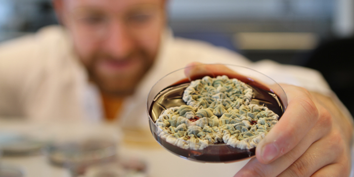 Bachelorstuderende Jonathan Eggertsen Rørth fra DTU Bioengineering viser quinoner produceret af skimmelsvampen Penicillium. Foto: Peter Aagaard Brixen