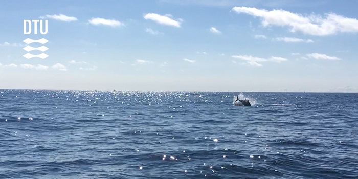 Springende blåfinnet tun. Foto: Brian MacKenzie, DTU Aqua.